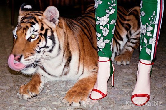Gucci 2017 --