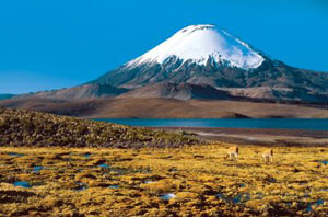 .  Altiplano.   Lauca